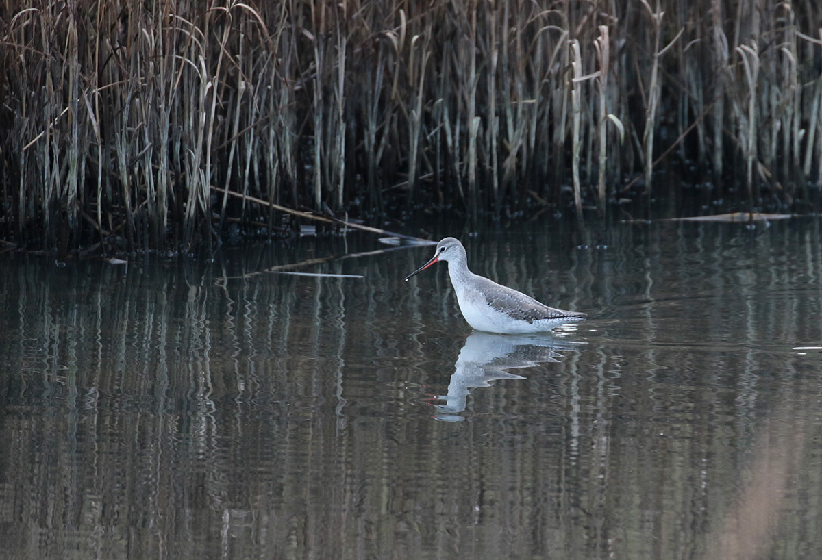 Zwarte ruiter